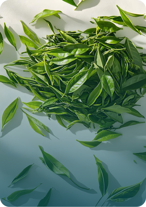 Green tea leaves
